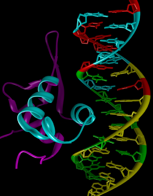 Ribbon model representation of the FOXM1 protein with a DNA binding site.